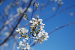 Amelanchier x grandiflora 'Autumn Brilliance' — photo 3